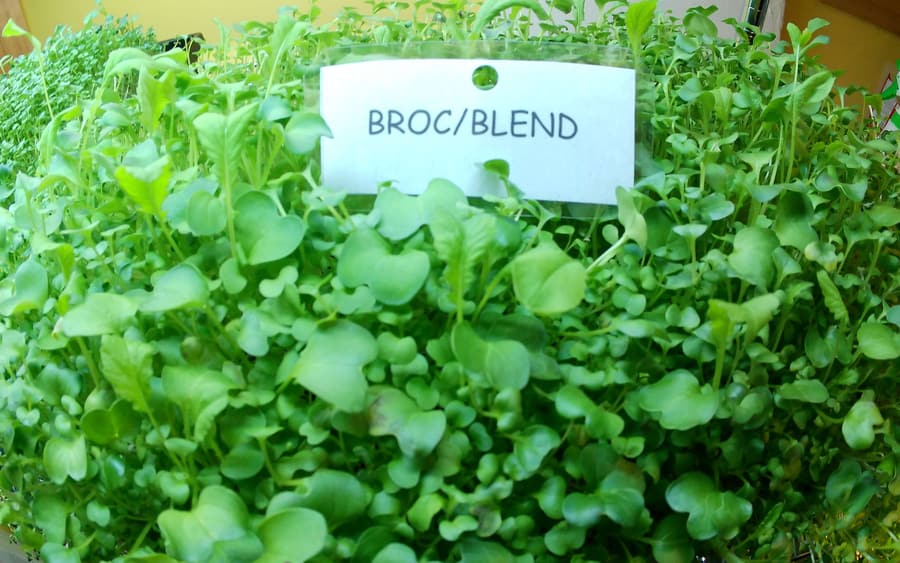Broccoli Blend microgreens