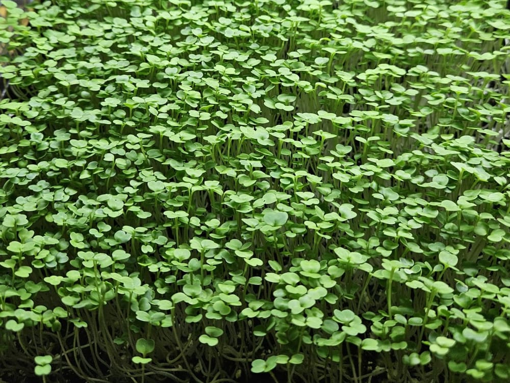 Broccoli microgreens