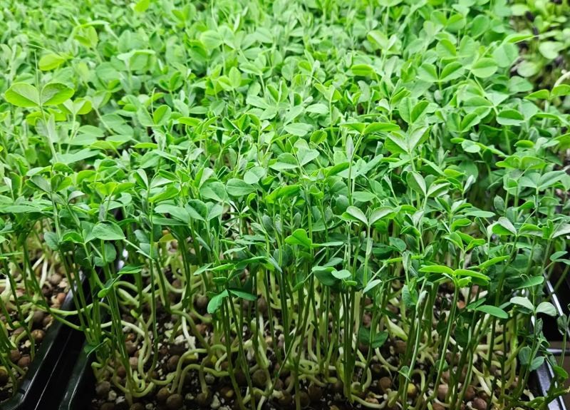 Pea shoot microgreens