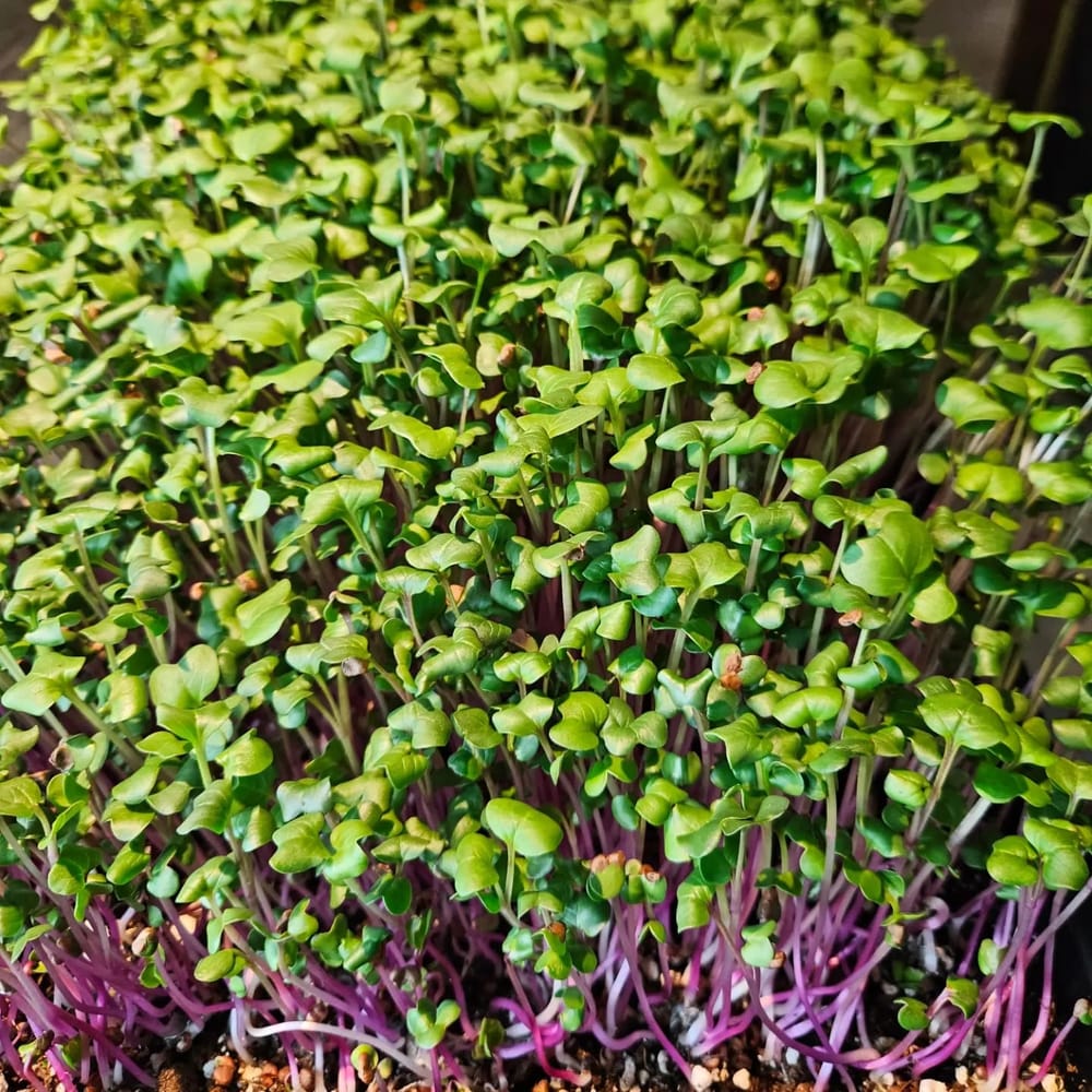 Radish microgreens