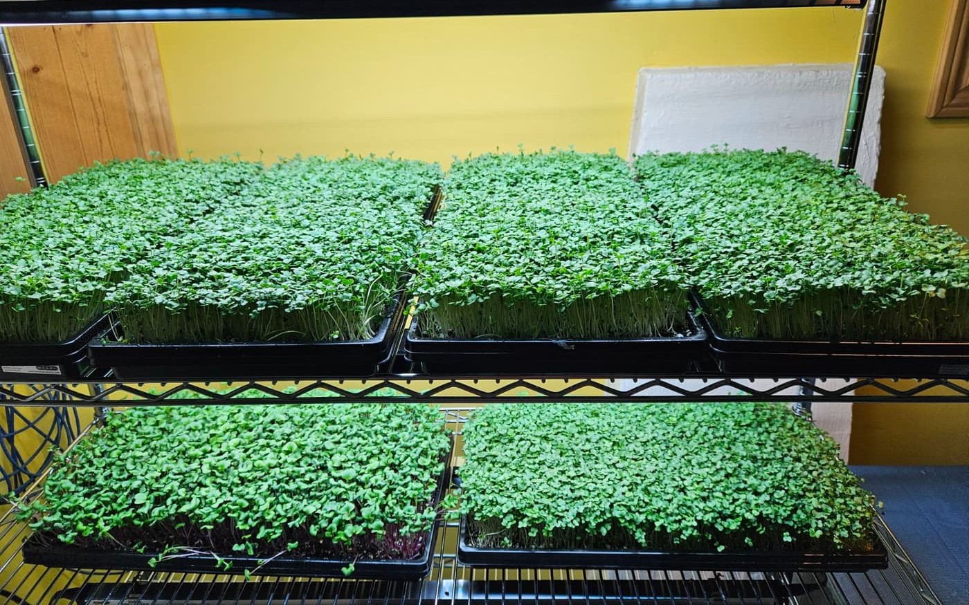 Shelves of microgreen trays under grow lights