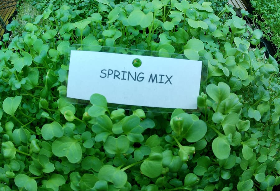 Spring Mix microgreens