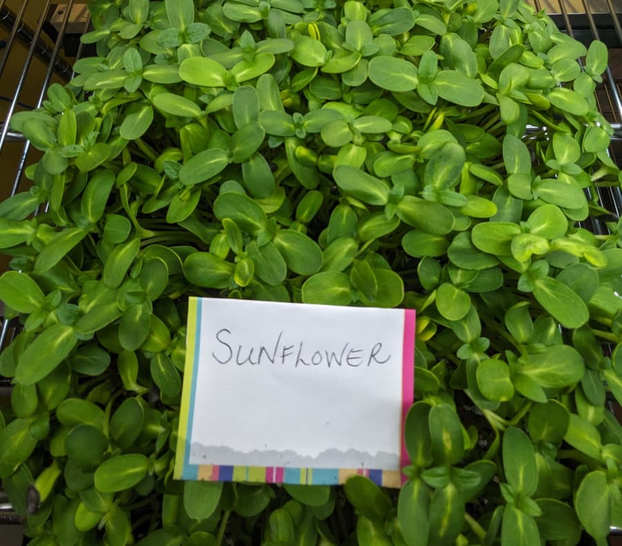 Sunflower microgreens